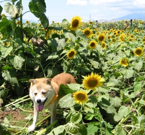 ひまわりの明野へ13