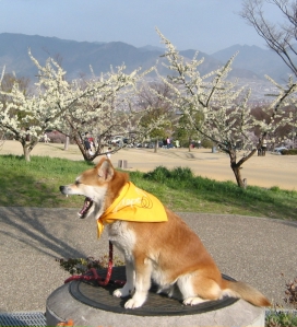 ﾌﾙｰﾂ公園7