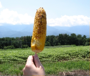 ひまわりの明野へ19