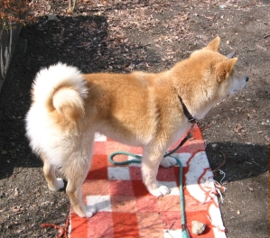 シバ治ったね2