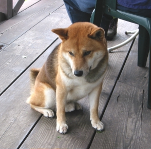 てつくん1