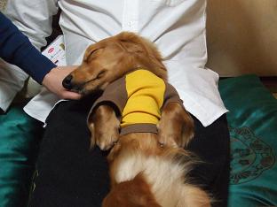 おやすみシルヴィ君