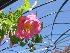 コンプリカータと風見鶏