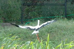 コウノトリの郷公園５
