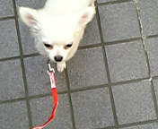 のあ