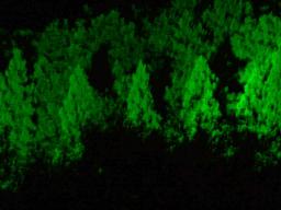 2006_1003画像0033.jpg