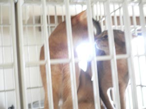 ぼくたち・・らぶらぶ・・（恵比寿と美羽）