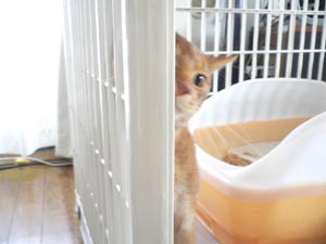 おかあさ～～ん。たしゅけて～！