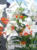20060709_08