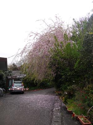 20104月玄関の桜.jpg