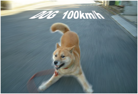 100kmdog