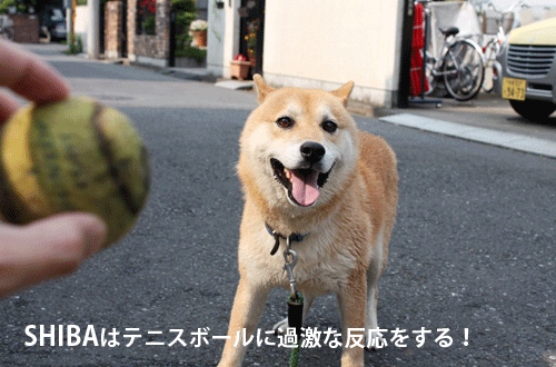 柴犬2