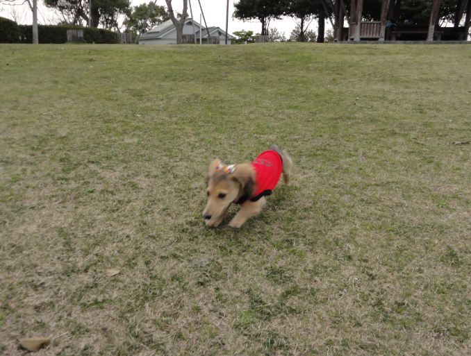 チャーリー疾走