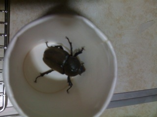 2010夏キャンプ4