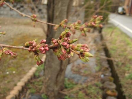 桜の花　4月16日