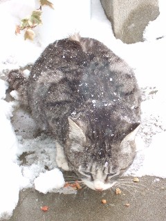 親玉にゃんこ8コマ目