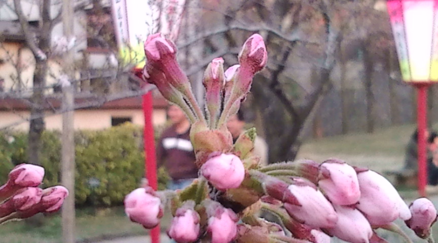 桜のつぼみ