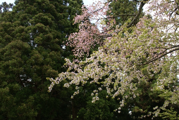 七五三掛桜…桃色と白