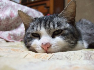 ふて寝