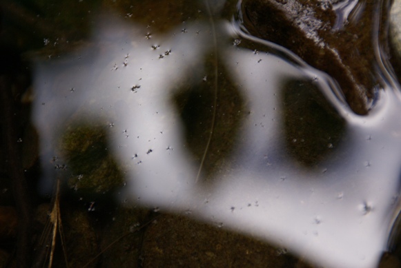 水中のへんな生き物