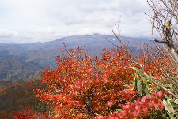 ドウタンのバックに月山だよ。