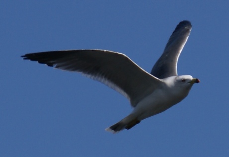 seagull2