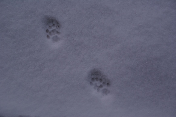 footprint(2)