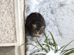 親玉にゃんこ　2コマ目