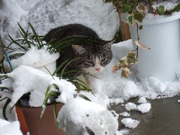 親玉にゃんこ　3 コマ目