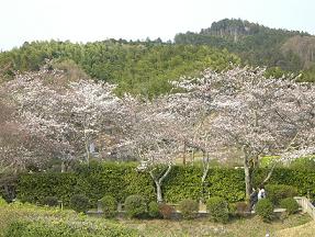 石舞台前の桜