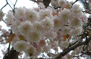 八重桜