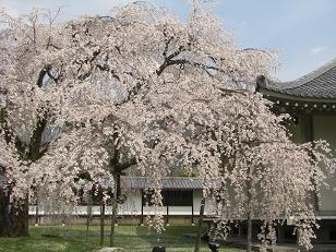 枝垂れ桜