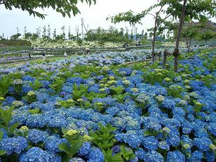 紫陽花・花菖蒲園