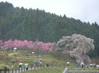 又兵衛桜　全景