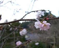 不断桜アップ