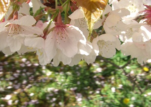 おむろ桜