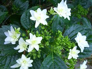 隅田の花火