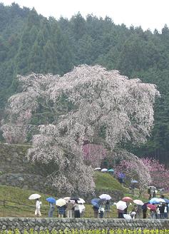 又兵衛桜