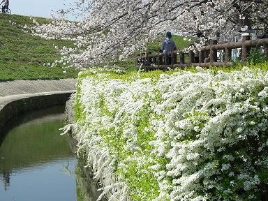 雪柳・桜