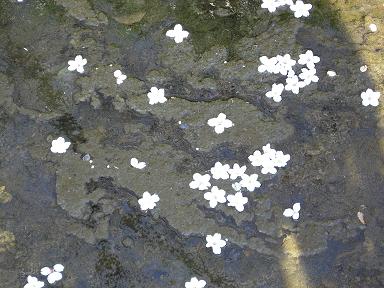 川を流れる桜