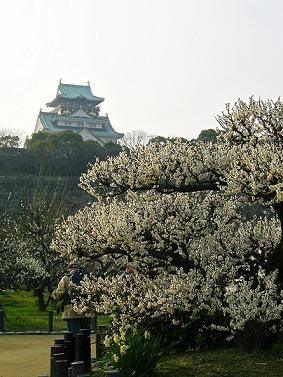 梅と大阪城２