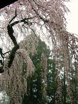 氷室神社２