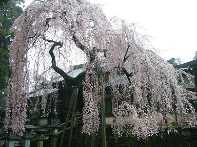 氷室神社３