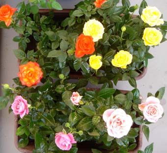 DSC03379.JPG