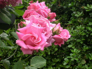 DSCN1812.jpg