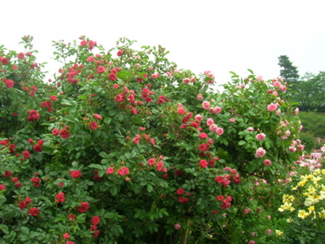 DSCN1826.jpg
