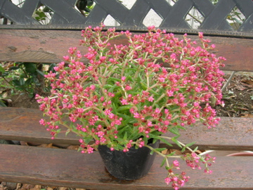 DSCN2488.jpg