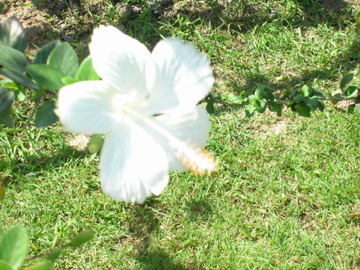 DSCN2117.jpg