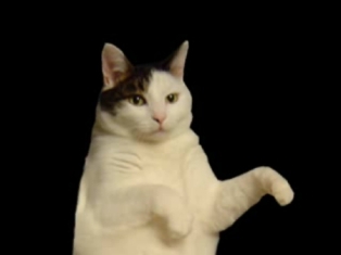 Kitty Cat Dance.jpg