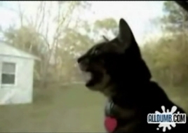 singing cat.jpg